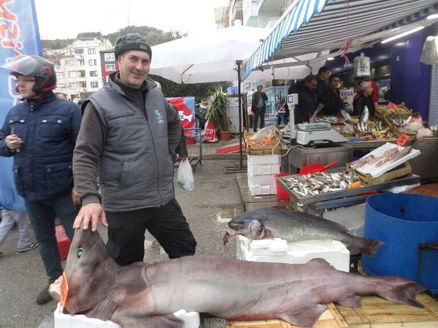 Marmara Denizi Nde Dev Kopek Baligi Yakalandi Haberler