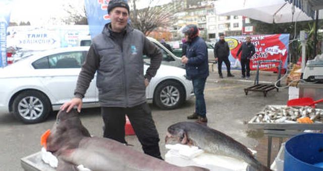 Marmara Denizi Nde Dev Kopek Baligi Yakalandi Haberler