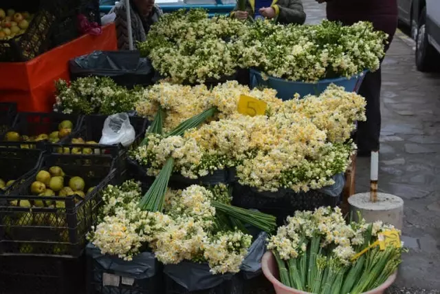 Sinop'ta Nergis Gelir Kapısı Oldu