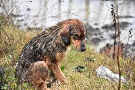 Köpeğe Araç Çarptı, Yoldan Geçen 112 Ekibi Müdahale Etti