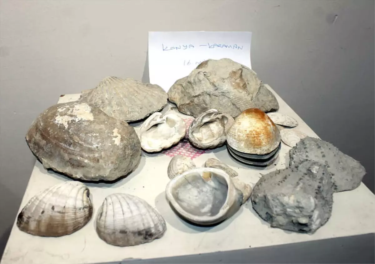 Zonguldak'ın 500 Milyon Yıllık Serüveni' Sergisi