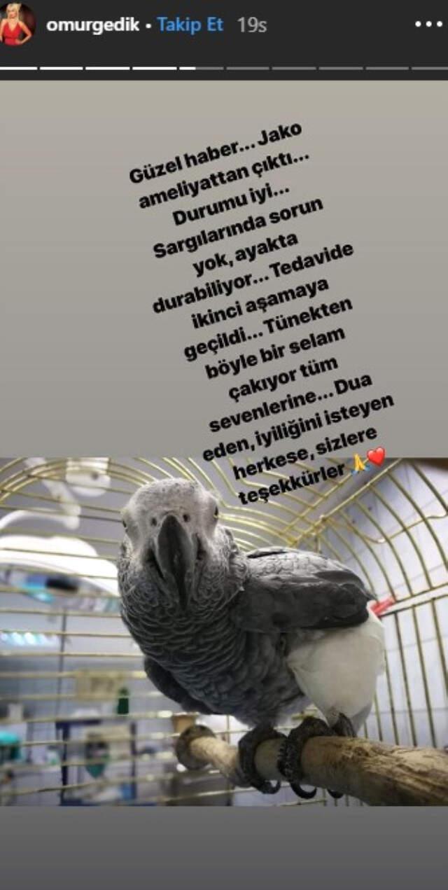 Ömür Gedik, Murat Özdemir'in İşkence Ettiği Papağanın Ölüm Haberini Gözyaşları İçinde Verdi