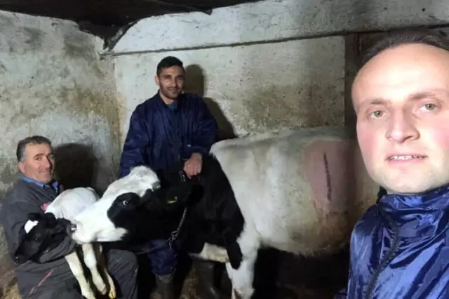 Prematüre Buzağı