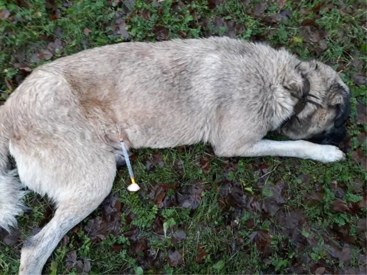 Sarıyer'de Koyunları Çalmak İçin 8 Köpeği Zehirlediler