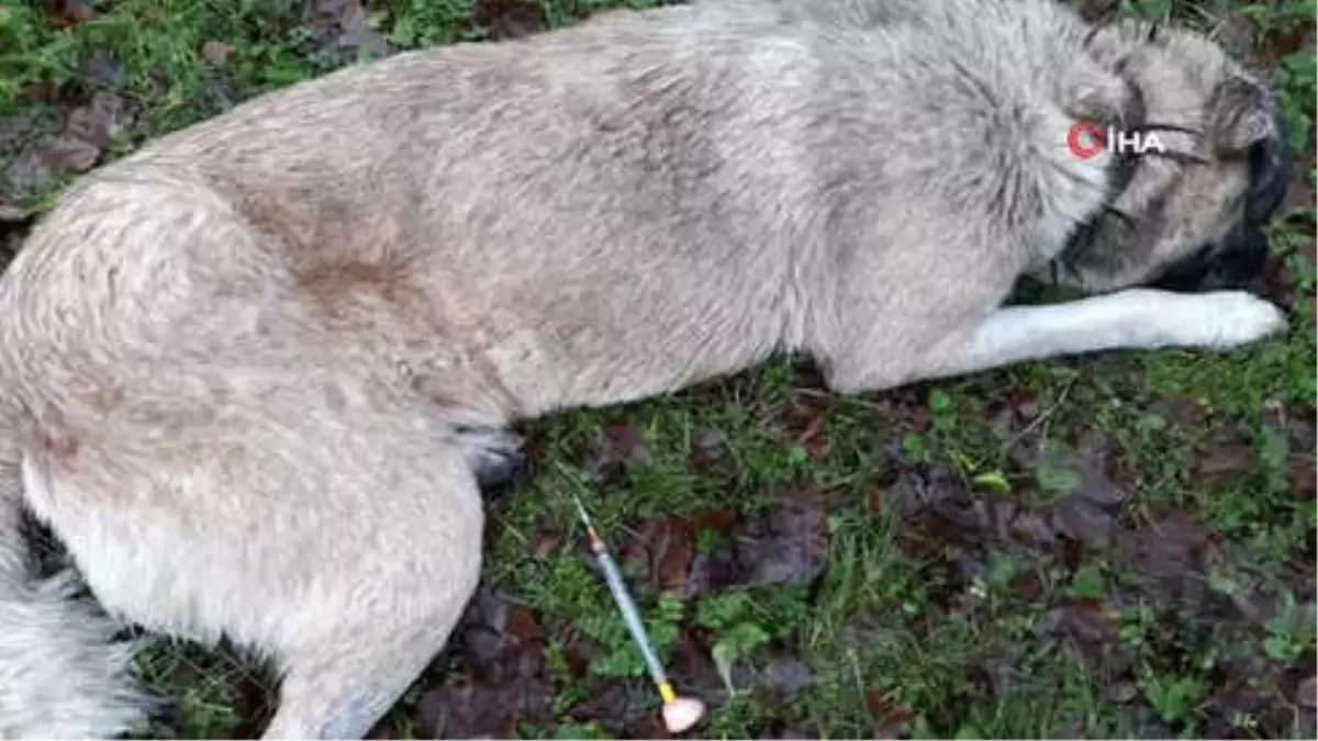 Sarıyer'de Koyunları Çalmak İçin 8 Köpeği Zehirlediler