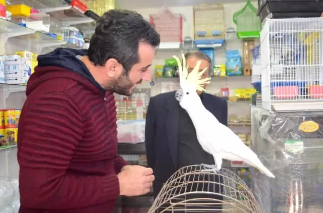 Papağana 42. Yaş Günü Kutlaması