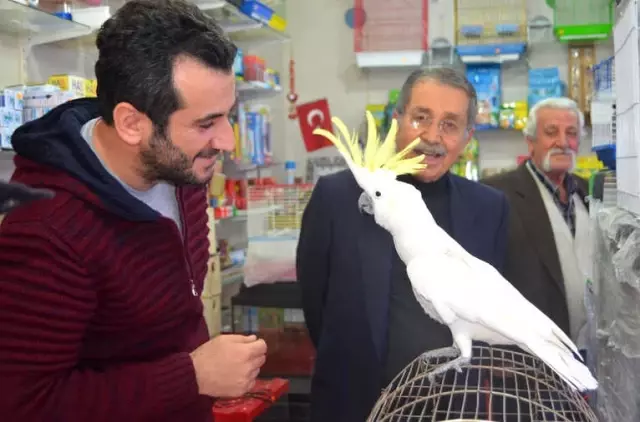 Papağana 42. Yaş Günü Kutlaması