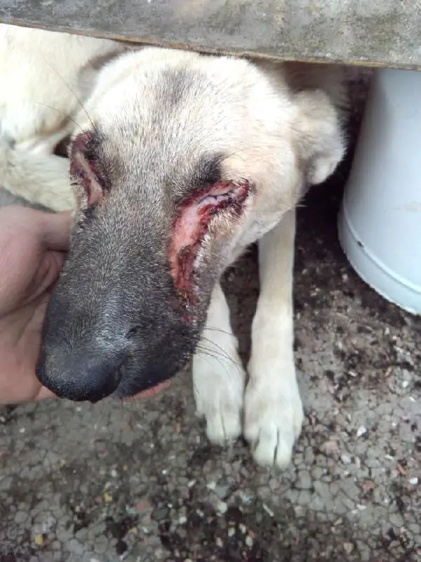 Sokak Köpeği Gözleri Oyulmuş Halde Bulundu Haberler