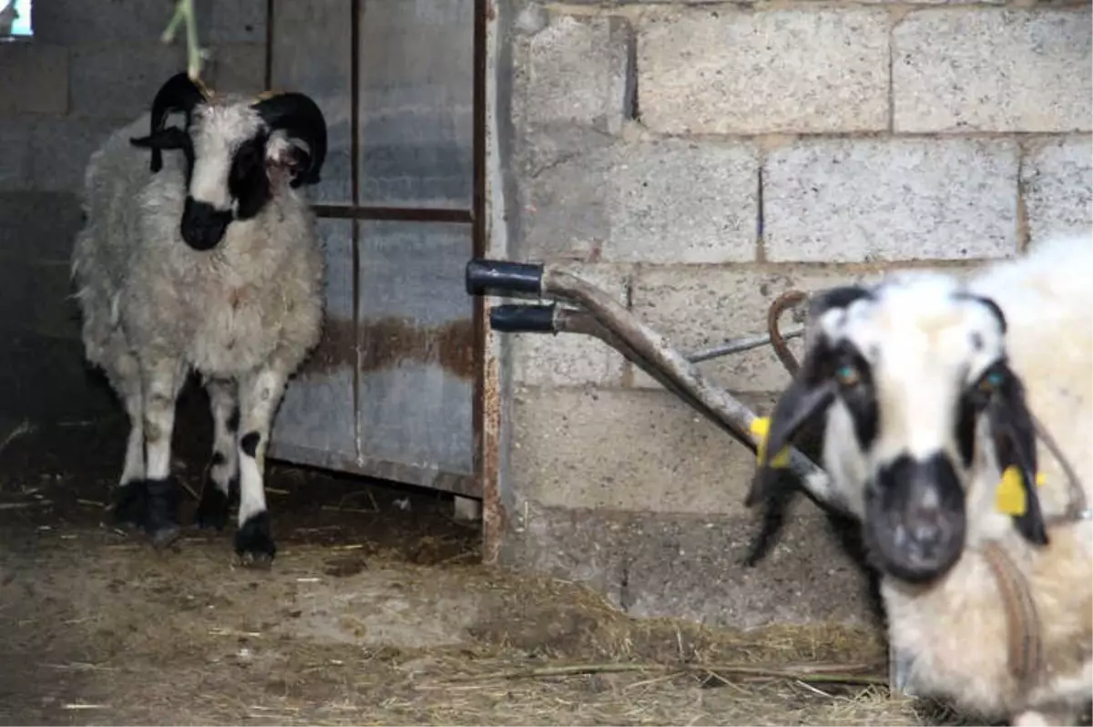 Antalya'da Gizemli Koyun Katliamı Bu Kez Ucuz Atlatıldı