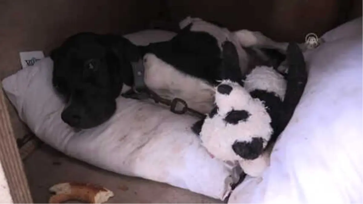 Bodrum’da Sokak Köpeklerine Ve Köpeklere Bakan Gönüllüye Saldırı Bodrum’da Sokak Köpeklerine Ve Köpeklere Bakan Gönüllüye Saldırı