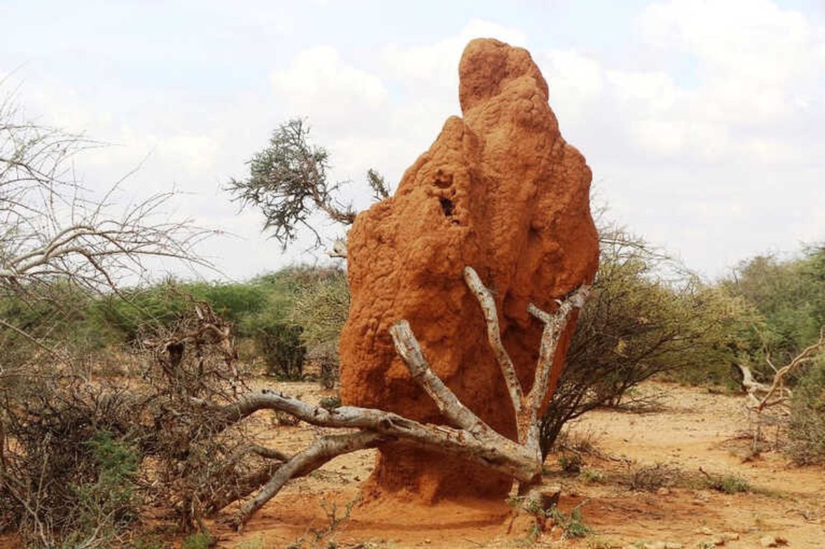 Somali'de 4 Metrelik Termit Gökdelenleri Görenleri Şaşırtıyor