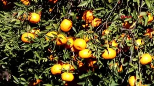 Bodrum Mandalinası Festivalle Hasat Edilecek Bodrum Mandalinası Festivalle Hasat Edilecek
