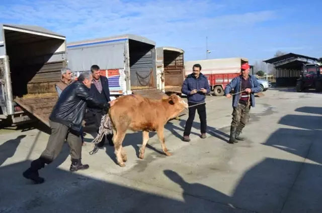 Genç Çiftçilere Damızlık Düve Dağıtıldı