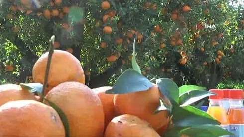 Bodrum Mandalina Hasat Festivali Başlıyor