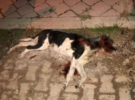 Çöp Konteynerinde Tüfekle Vurulmuş Köpek Ölüsü Bulundu