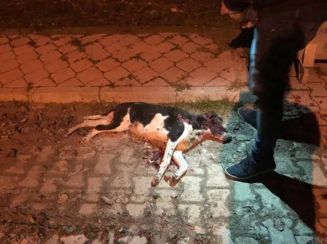 Bodrum’da Sokak Köpeklerine Ve Köpeklere Bakan Gönüllüye Saldırı Bodrum’da Sokak Köpeklerine Ve Köpeklere Bakan Gönüllüye Saldırı