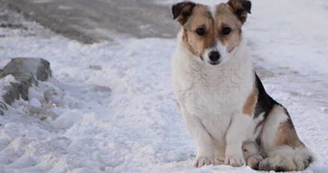 Vefalı Köpek, Kendisini Terk Eden Sahibini -30 Derecede 6 Ay Bekledi