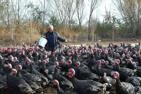Emekli Öğretmen, Kurduğu Çiftlikte Organik Hindi Yetiştiriyor
