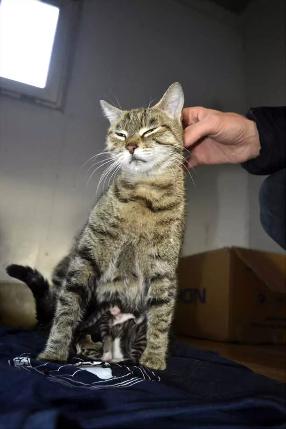 Soğukta kalan anne kedi ve 5 yavrusu kurtarıldı Soğukta kalan anne kedi ve 5 yavrusu kurtarıldı