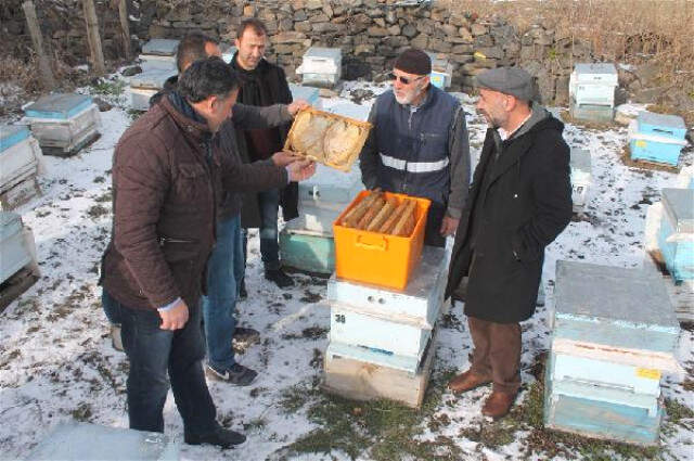 Kafkas Arısı -35 Derece Soğuğa Dayanıklı
