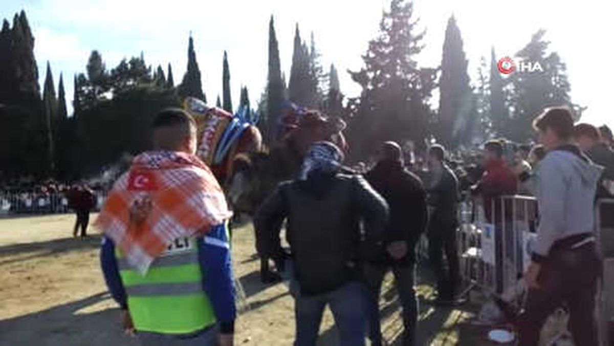 Yılın Son Deve Güreşi Gömeç'de Yapıldı