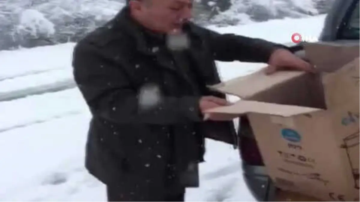 Dünyanın En Hızlı Uçan Kuşu Gökdoğan, Trabzon'da Yaralı Halde Bulundu