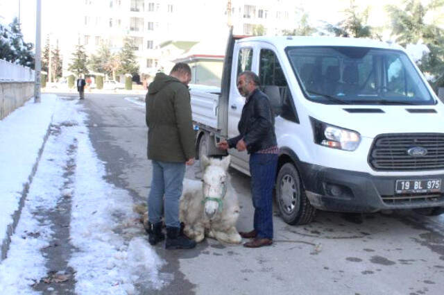 'Artık İstemiyorum' Deyip Yaralı Atı Ölüme Terk Etti