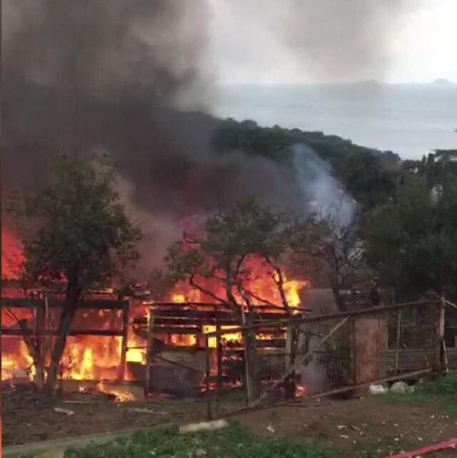 Büyükada'da Çıkan Yangında 7 At Telef Oldu