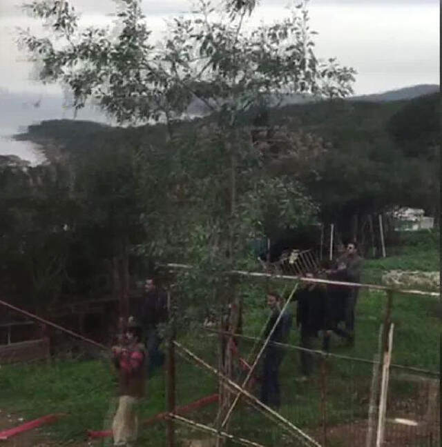 Büyükada'da Çıkan Yangında 7 At Telef Oldu