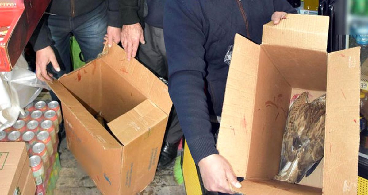 Esnaf, İş Yerinin Önünde Bulduğu Kızıl Şahini Yetkililere Teslim Etti