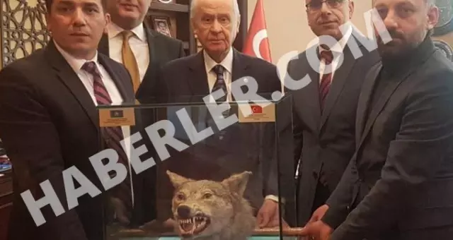 Mhp Lideri Devlet Bahceli Ye Dogum Gununde Doldurulmus Kurt Hediye Edildi Haber
