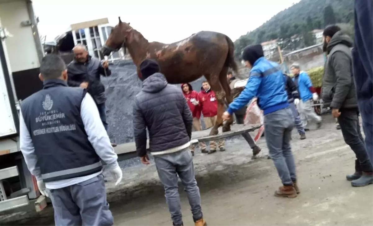 Yaralanan Atlar Kamyonlarla Ibb Nin Rehabilitasyon Merkezine Goturuluyor Haber