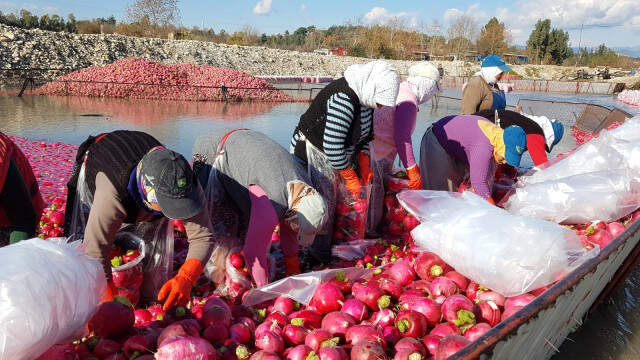 'Kırmızı Altın'dan Kadirli'ye Yılda 100 Milyon Liralık Katkı