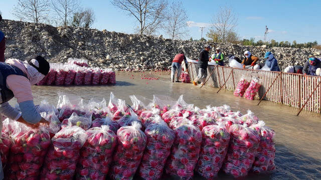 'Kırmızı Altın'dan Kadirli'ye Yılda 100 Milyon Liralık Katkı