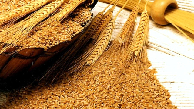 Türkiye Tarım Kredi Kooperatifleri ile iş birliğine giden Türkiye Makarna Sanayicileri Derneği, makarnalık buğday eken çiftçilere alım garantisi getirileceğini açıkladı. | Sungurlu Haber