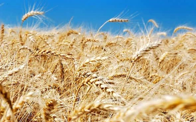 Türkiye Tarım Kredi Kooperatifleri ile iş birliğine giden Türkiye Makarna Sanayicileri Derneği, makarnalık buğday eken çiftçilere alım garantisi getirileceğini açıkladı. | Sungurlu Haberleri