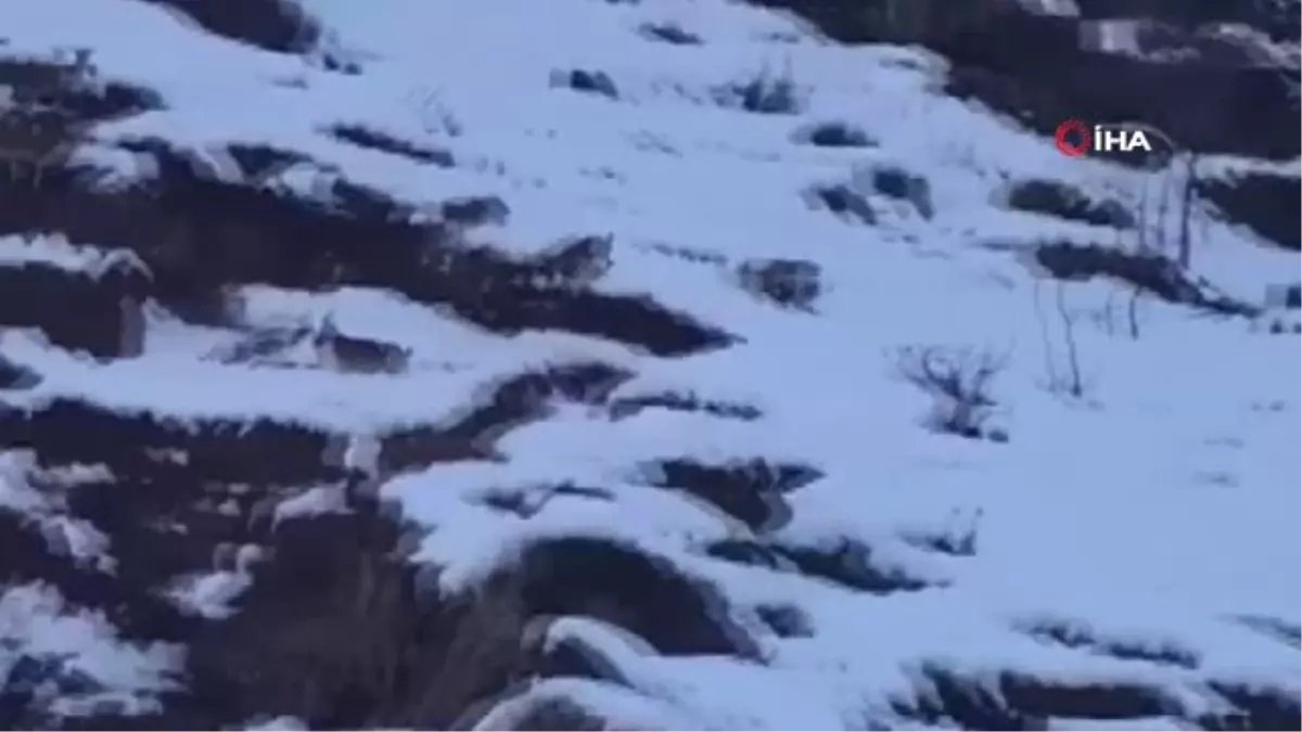 Köpekler Yaban Keçilerine Saldırdı