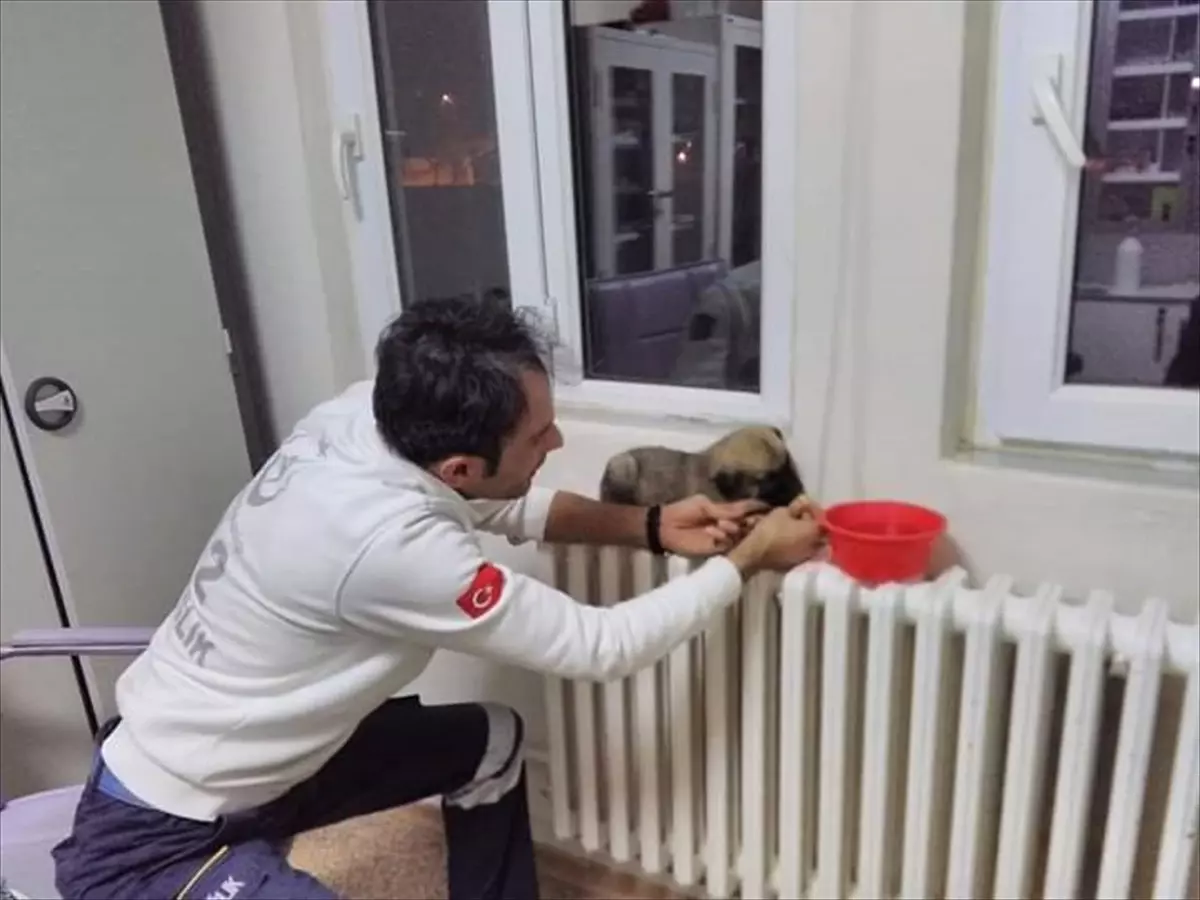 Anne Köpek ve Yavrusuna Sağlık Personeli Sahip Çıktı Haber