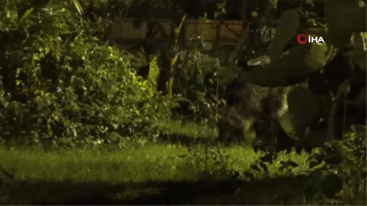 Domuzlar İlçe Merkezine İndi.