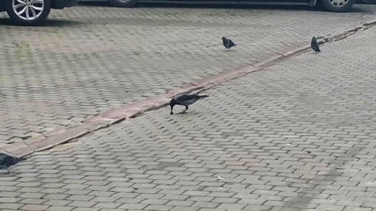 Karganın Cevizle İmtihanı Kamerada