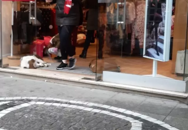 Üşüyen Hayvanlar Mağazada Isındı