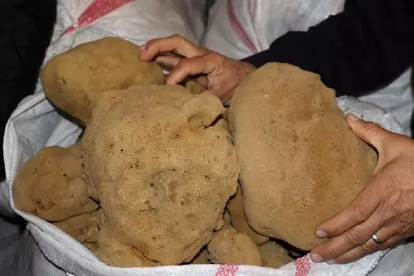 Bodrum'dan 2 Yıl Sonra Yunanistan'a Sünger İhracatı Başladı