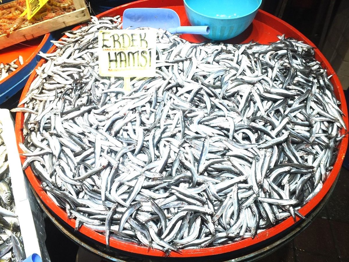 Soğuk ve Karlı Hava Yüzünden, Hamsi Fiyatları Yüzde 300 Zamlandı