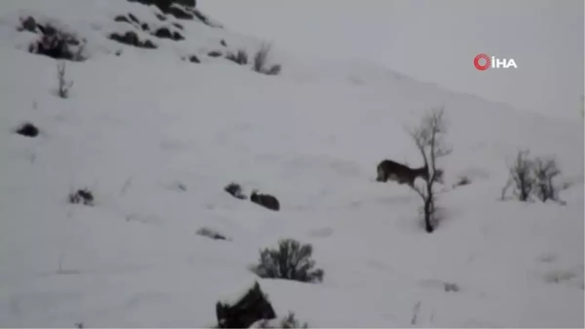 Yaban Hayvanlarına Yem Bırakıldı