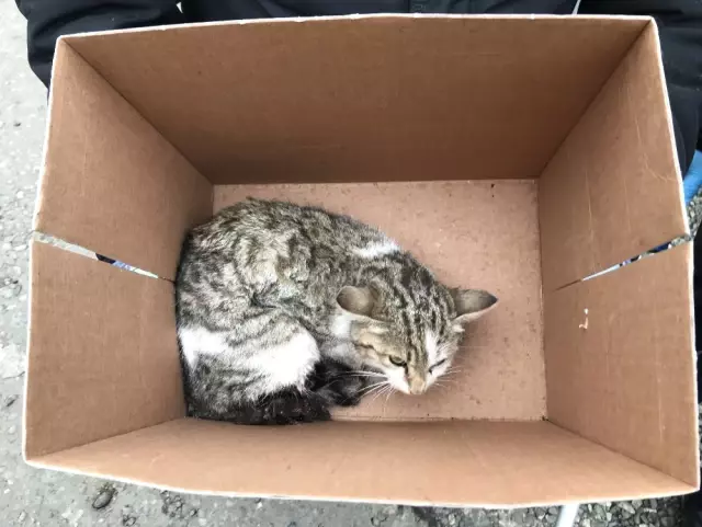 Ayakları Ezilen Kedi Tedavi Altına Alındı