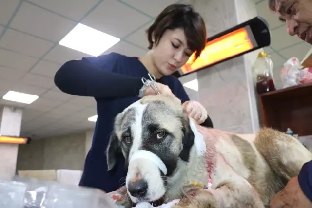 Bodrum’da Sokak Köpeklerine Ve Köpeklere Bakan Gönüllüye Saldırı Bodrum’da Sokak Köpeklerine Ve Köpeklere Bakan Gönüllüye Saldırı