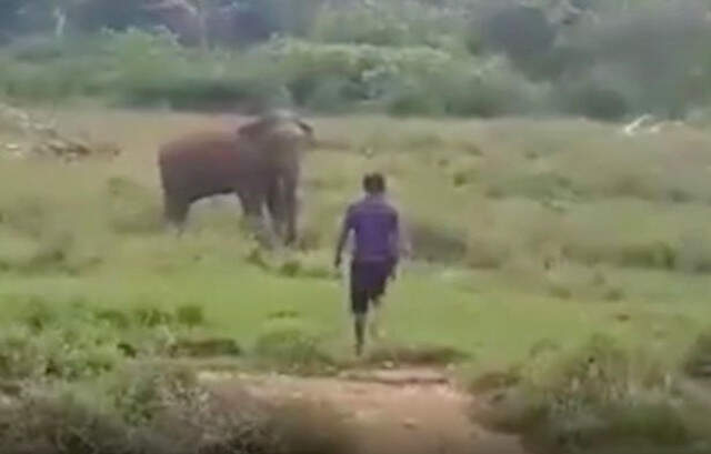 Sri Lanka'da Vahşi Fil, Bir Kişiyi Ezerek Feci Şekilde Öldürdü