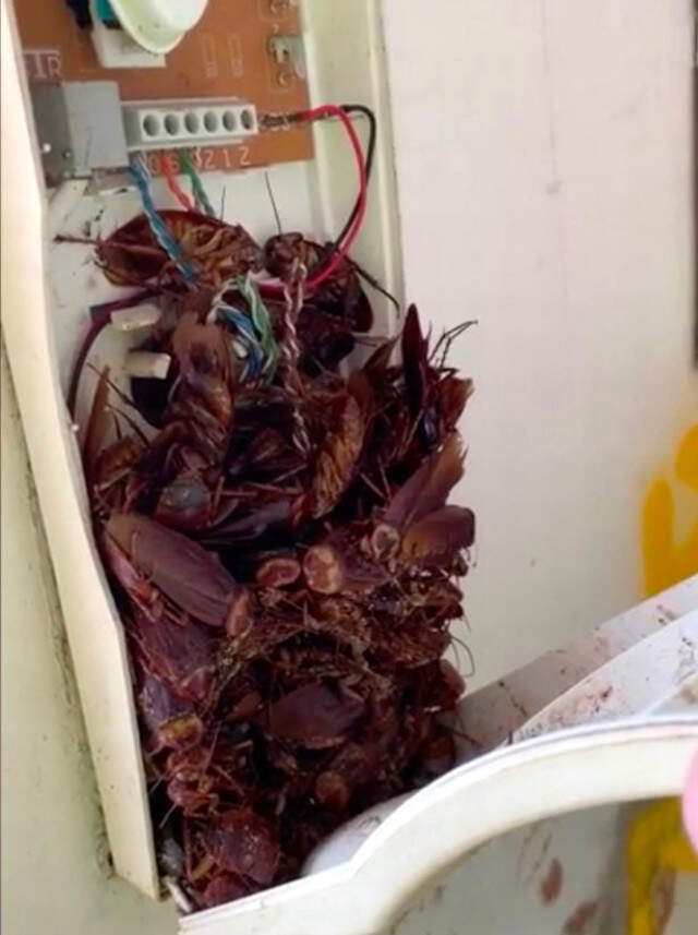 Duvara Asılı Sabit Telefonun İçinden Onlarca Hamam Böceği Çıktı