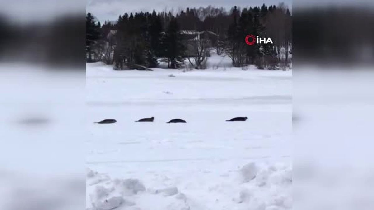 Kanada'da Körfeze Giden Sular Dondu, Foklar Mahsur Kaldı