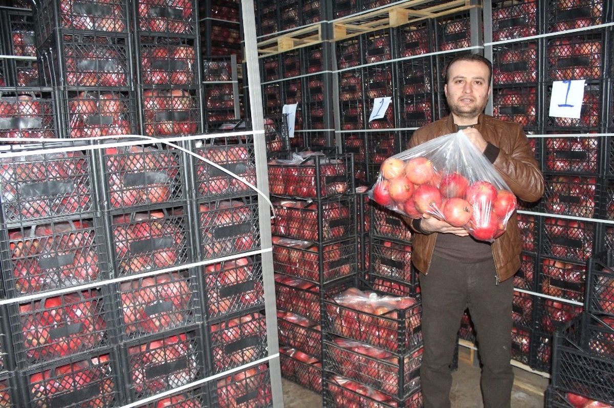 Samsat'ta Kış Ortası Nar İhraç Ediliyor